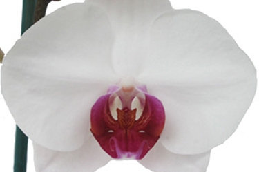 Orchid Variety Thumbnail White with red throat.jpg